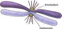 Chromosome Image