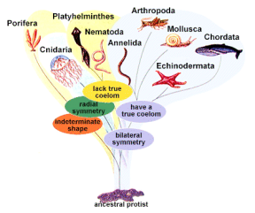 What Are The Major Animal Phyla