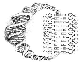 DNA Backbone