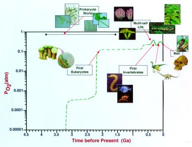 Evolution of Animals and History of Evolution of Earth