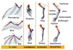 Cosmic Questions Media: Image: Homologous Stuctures in Tetrapod Limbs