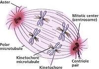 Mitotic Spindle